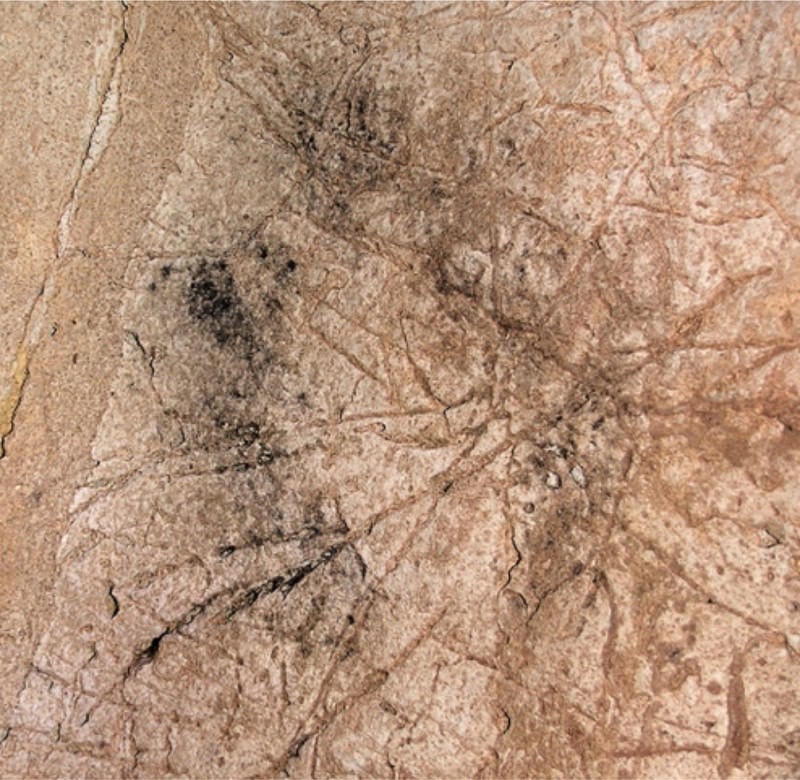 Hand stencil from Gorham's Cave